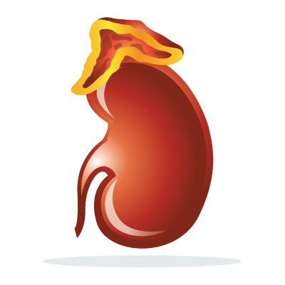 adrenal-insufficiency-addisons-disease