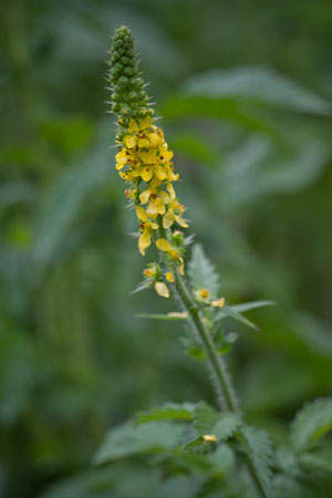 agrimony-agrimonia-eupatoria