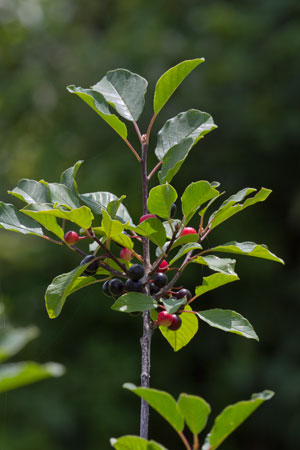 alder-buckthorn-rhamnus-frangula