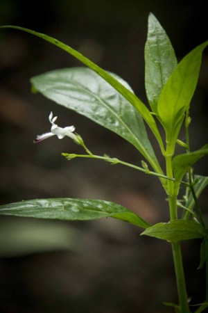 andrographis-andrographis-paniculata