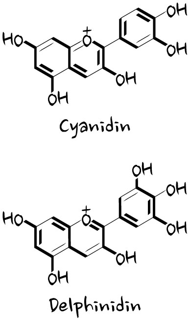 anthocyanins-anthocyanidins
