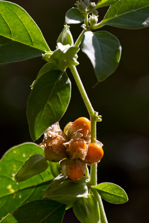 ashwagandha-withania-somnifera