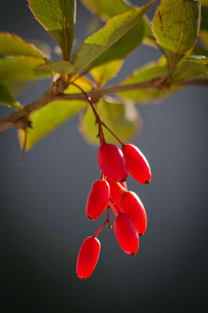 barberry-berberis-vulgaris