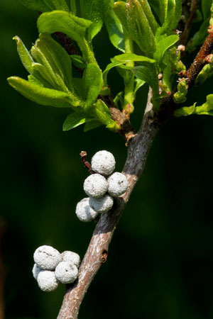 bayberry-wax-myrtle-myrica-cerifera