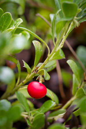 bearberry-arctostaphylos-uva-ursi