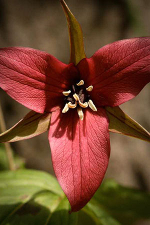 bethroot-trillium-trillium-pendulatum