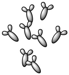 bifidobacterium-animalis-ssp-lactis-b-animalis-ssp-lactis
