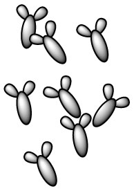 bifidobacterium-bifidum-b-bifidum