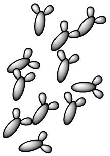 bifidobacterium-breve-b-breve