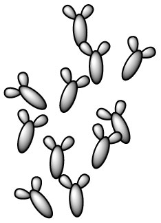 bifidobacterium-longum-ssp-infantis-b-longum-ssp-infantis