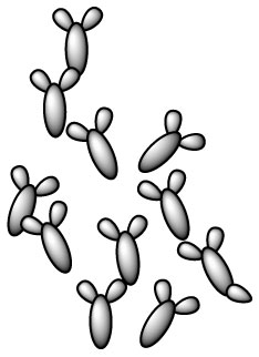 bifidobacterium-longum-ssp-longum-b-longum-ssp-longum
