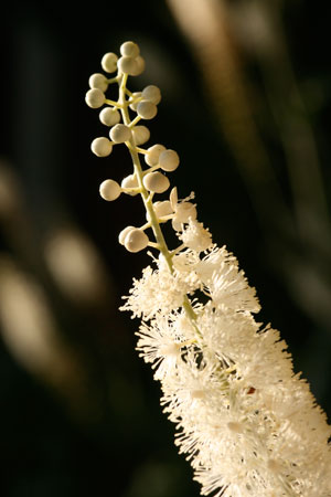 black-cohosh-cimicifuga-racemosa