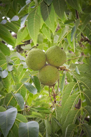 black-walnut-juglans-nigra