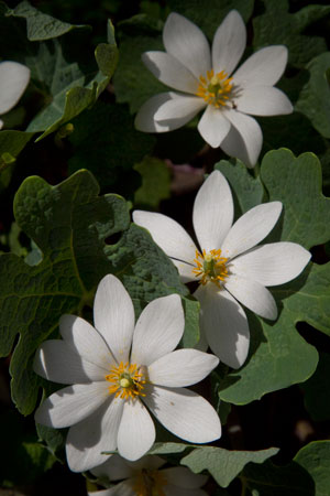 bloodroot-sanguinaria-canadensis