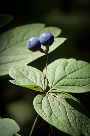 blue-cohosh-caulophyllum-thalictroides