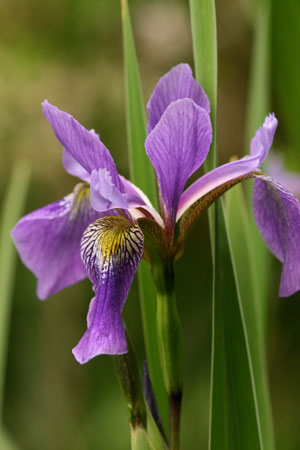 blue-flag-iris-versicolor