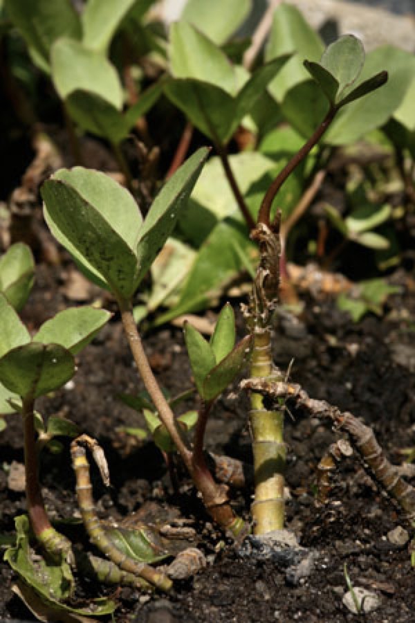 bogbean-menyanthes-trifoliata