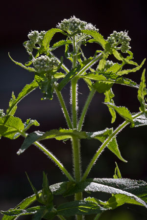 boneset-eupatorium-perforliatum