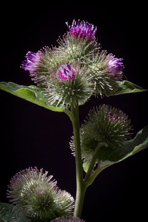 burdock-arctium-lappa