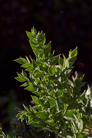 butchers-broom-ruscus-aculeatus