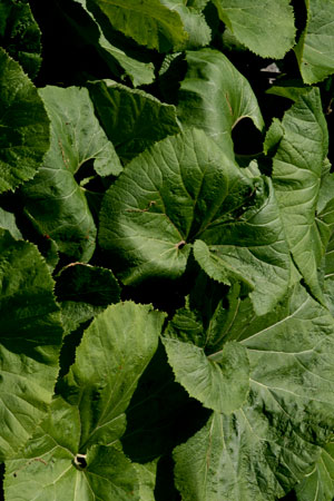 butterbur-petasites-hybridus