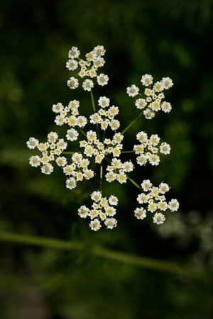 caraway-carum-carvi