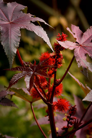 castor-oil-ricinus-communis