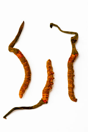 caterpillar-fungus-cordyceps-sinensis