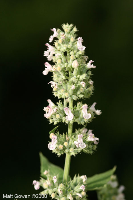 catnip-nepeta-cataria