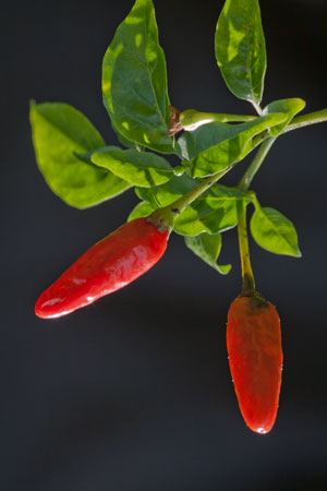 cayenne-capsicum-annuum