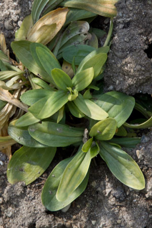 centaury-centaurium-erythraea