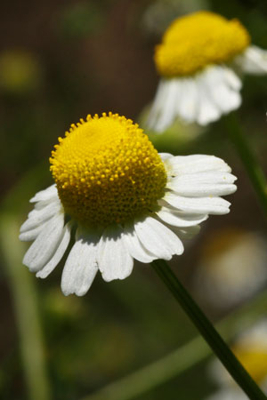 chamomile-german-matricaria-recutita