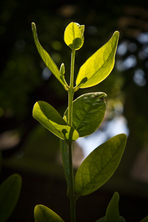 chanca-piedra-phyllanthus-niruri