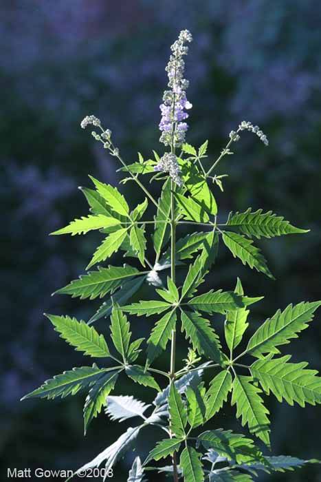 chaste-tree-vitex-agnus-castus