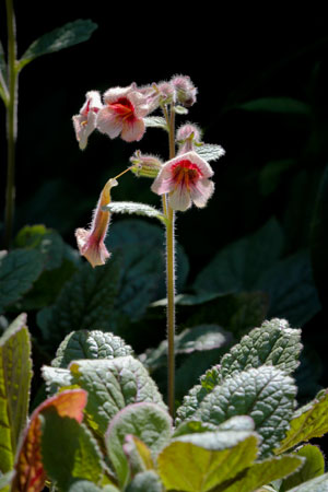 chinese-foxglove-di-huang-rehmannia-glutinosa