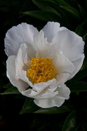 chinese-peony-paeonia-lactiflora