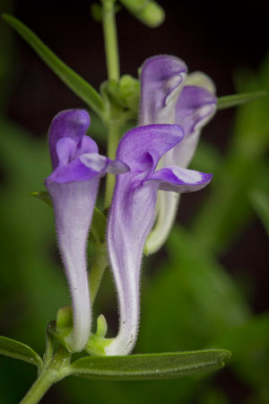 chinese-skullcap-baical-skullcap-scutellaria-baicalensis