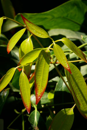 cinnamon-cinnamomum-cassia