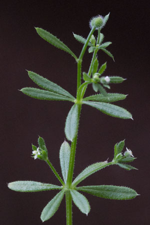 cleavers-bed-straw-galium-aparine