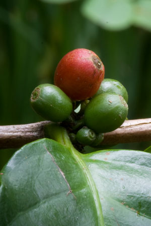 coffee-coffea-arabica