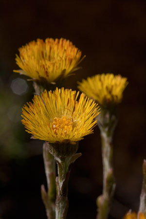 coltsfoot-tussilago-farfara