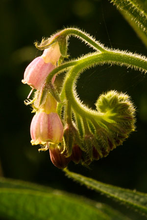 comfrey-symphytum-officinale