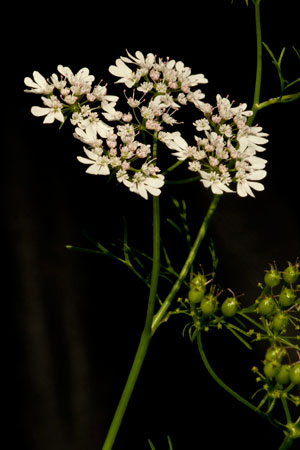 coriander-coriandrum-sativum