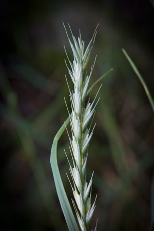 couch-grass-agropyron-repens