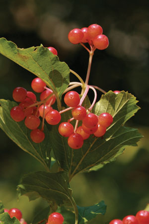 cramp-bark-black-haw-viburnum-opulus