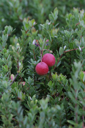 cranberry-vaccinium-macrocarpon