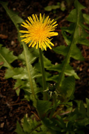 dandelion-taraxacum-officinale