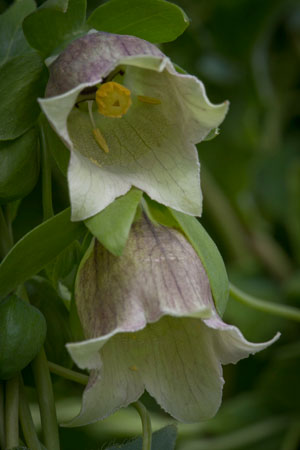 dang-shen-codonopsis-pilosula