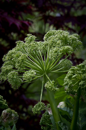 dong-quai-angelica-sinensis