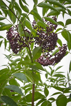 elderberry-elder-sambucus-canadensis